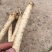 鲜党参一手货源产地现货，可视频看货自产自销量大从优