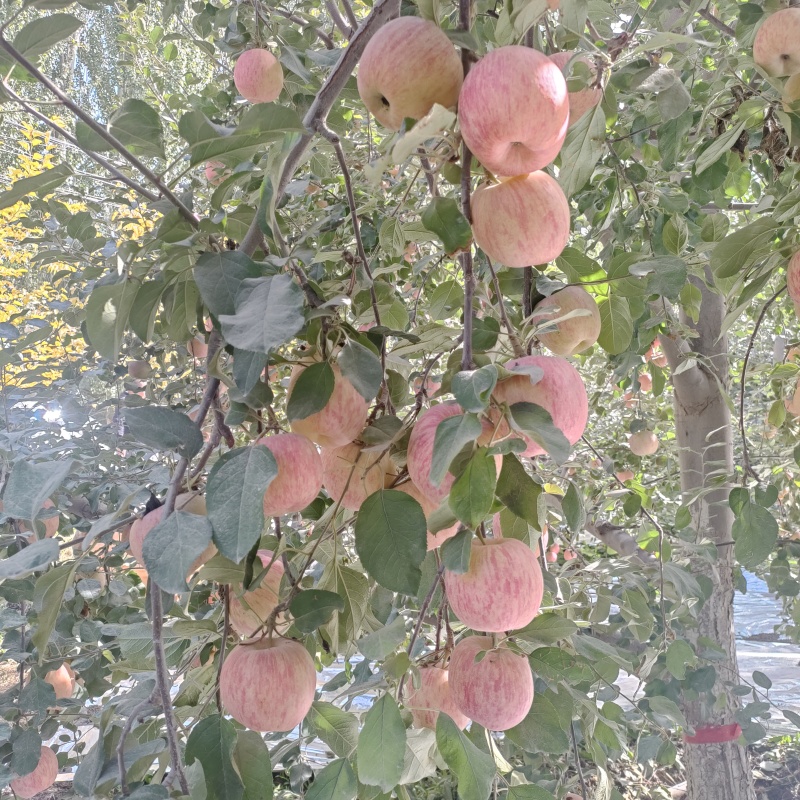 阿克苏冰糖心️苹果