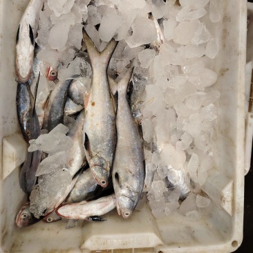 马友鱼，3-8量统货