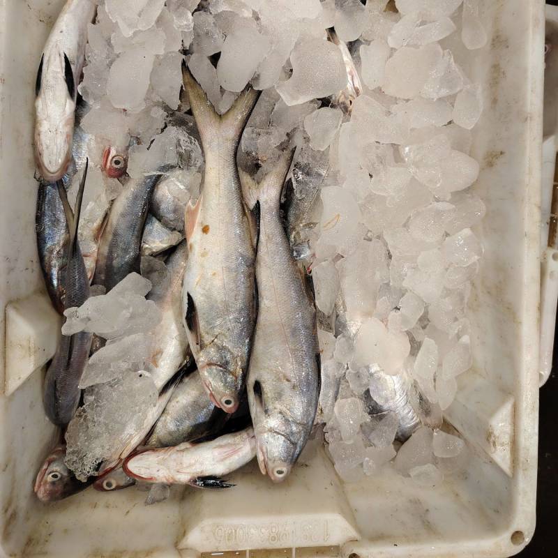 马友鱼，3-8量统货
