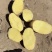 土豆，血川红，牺牲，沃土，大西洋，小白花，压塔地，V7，