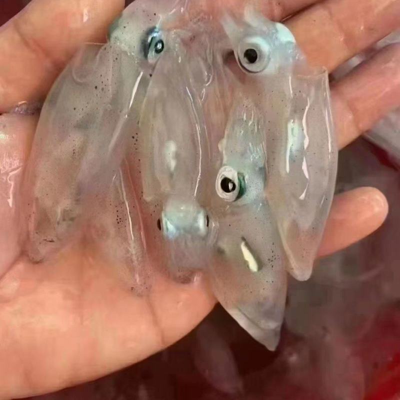 一口管，小海兔，小鱿鱼，小件试样10盒包邮量大可谈