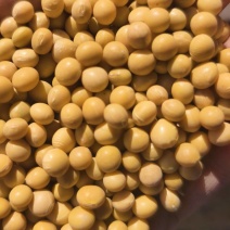 大量批发东北大豆价格优惠好质量有保证