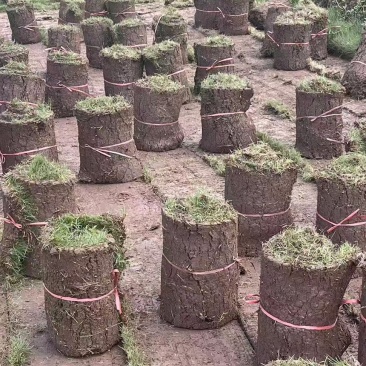 草皮绿化