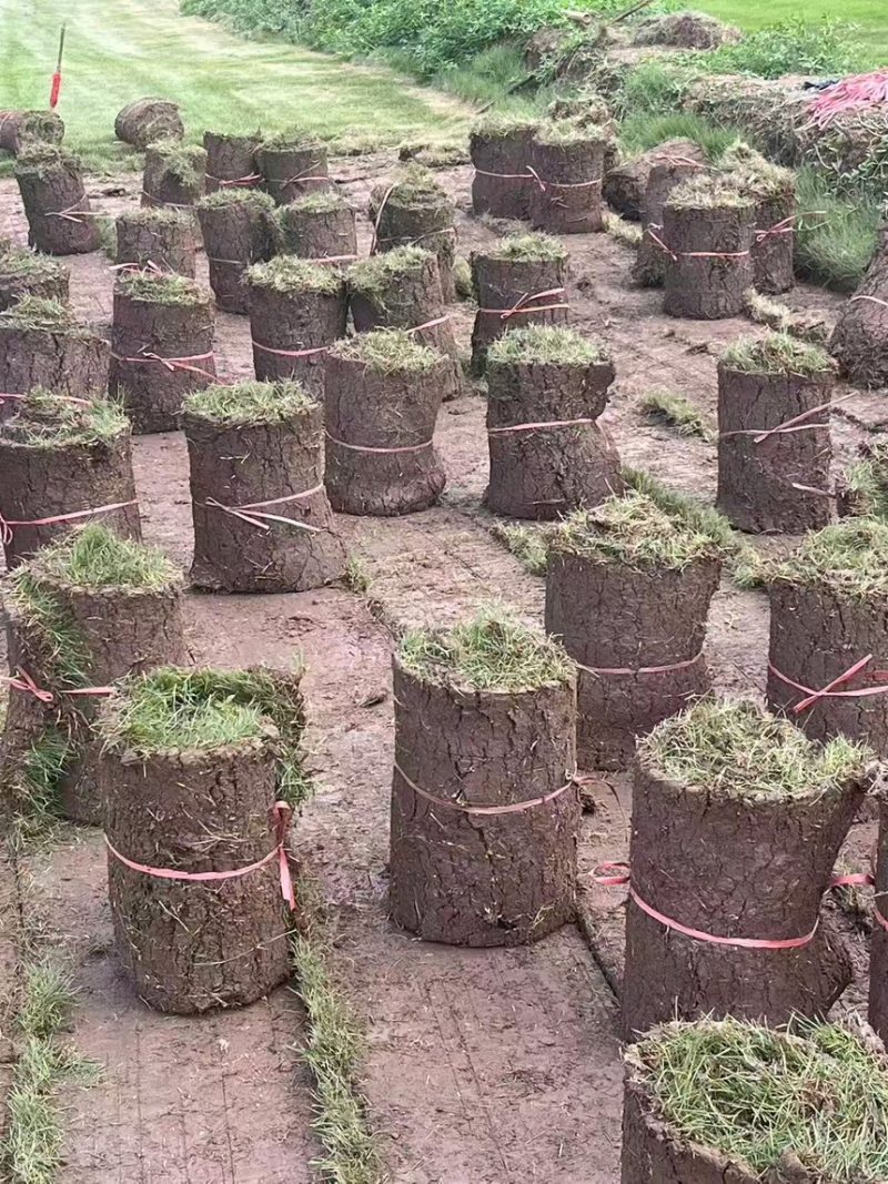 草皮绿化