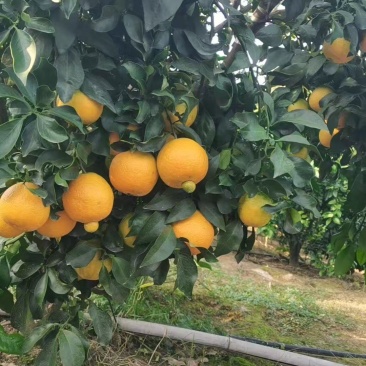 早甜甜爱媛橙子苗*早熟爱媛早甜甜柑桔苗*爱媛红美人