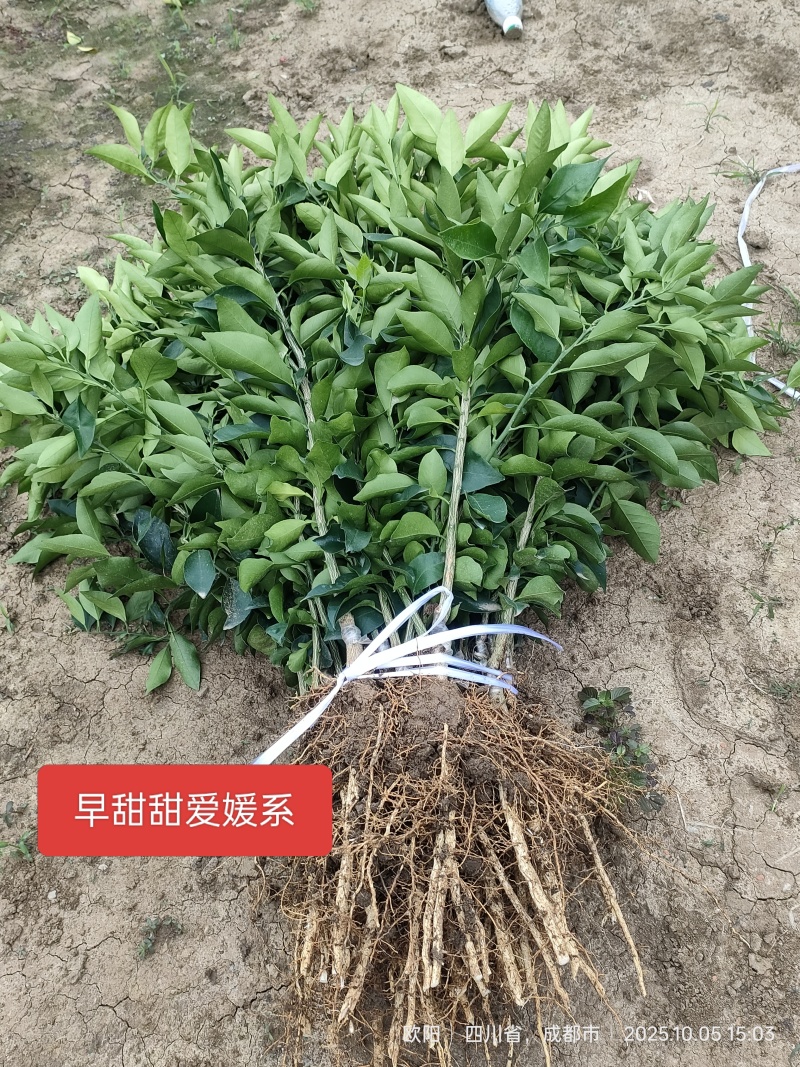 早甜甜爱媛橙子苗*早熟爱媛早甜甜柑桔苗*爱媛红美人