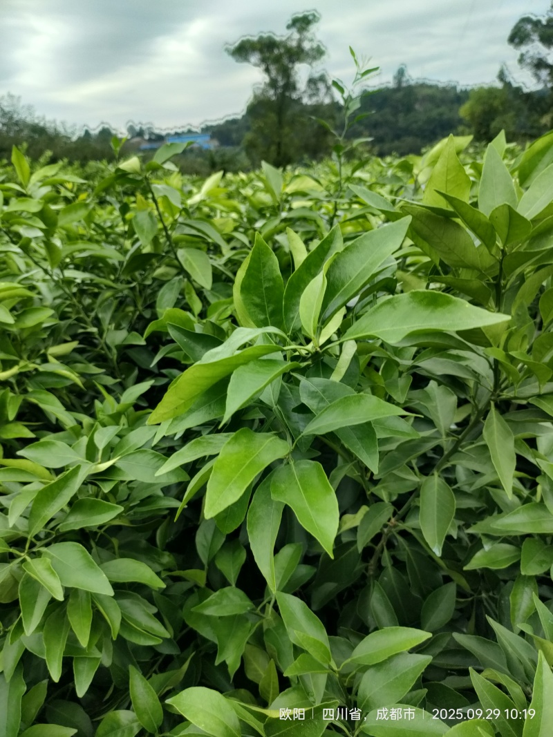 早甜甜爱媛橙子苗*早熟爱媛早甜甜柑桔苗*爱媛红美人