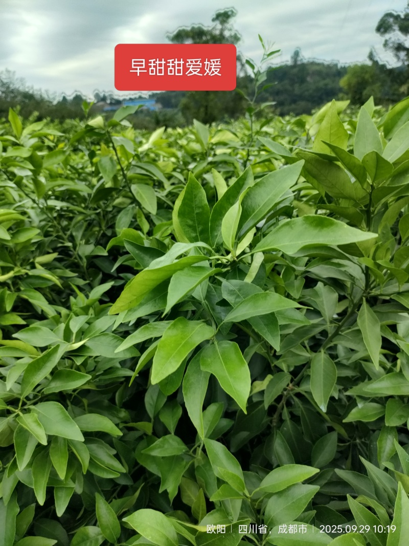 早甜甜爱媛橙子苗*早熟爱媛早甜甜柑桔苗*爱媛红美人