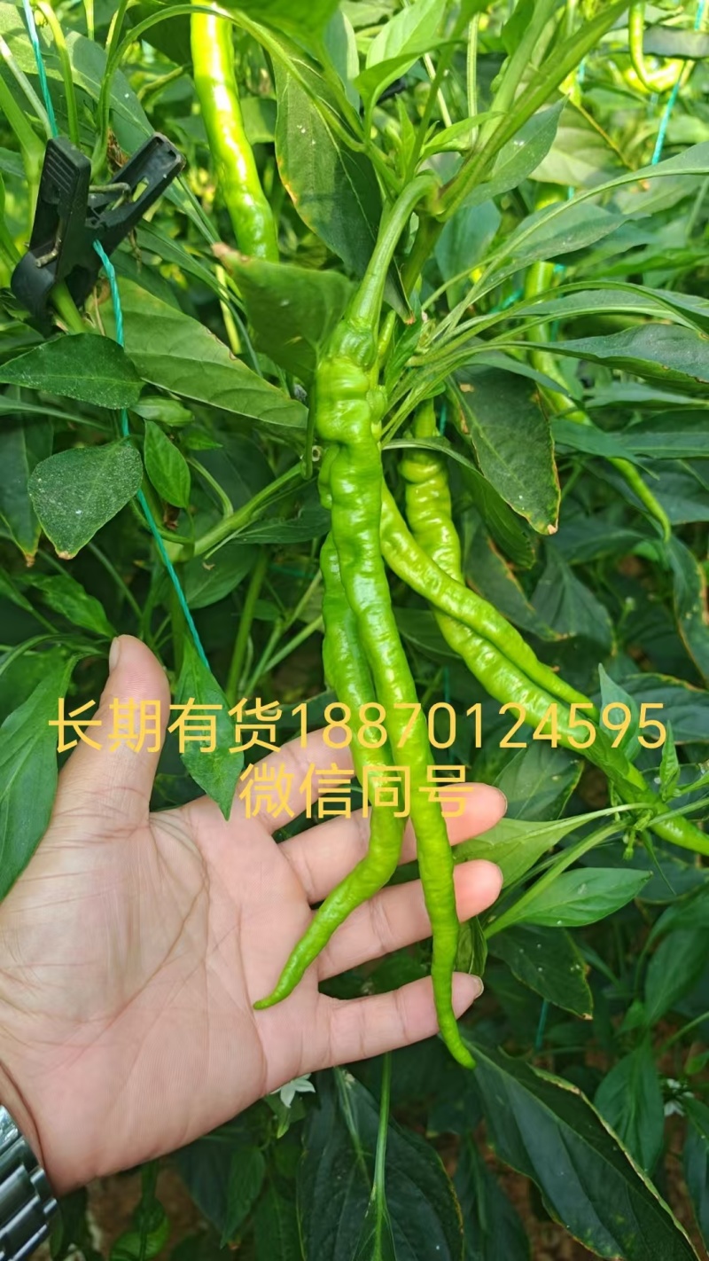 螺线