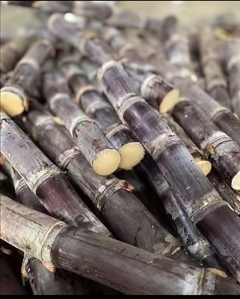 黑皮甘蔗大量上市，产地发货价格美丽量大