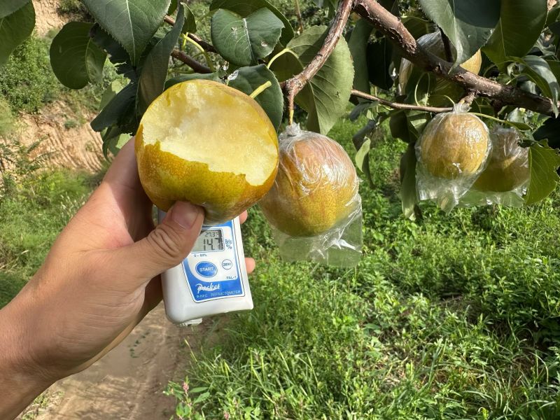 隰县玉露香梨