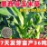 鱼草苏丹草进口耐旱牧草种子籽养殖再生高产喂鱼草种四季常青养殖