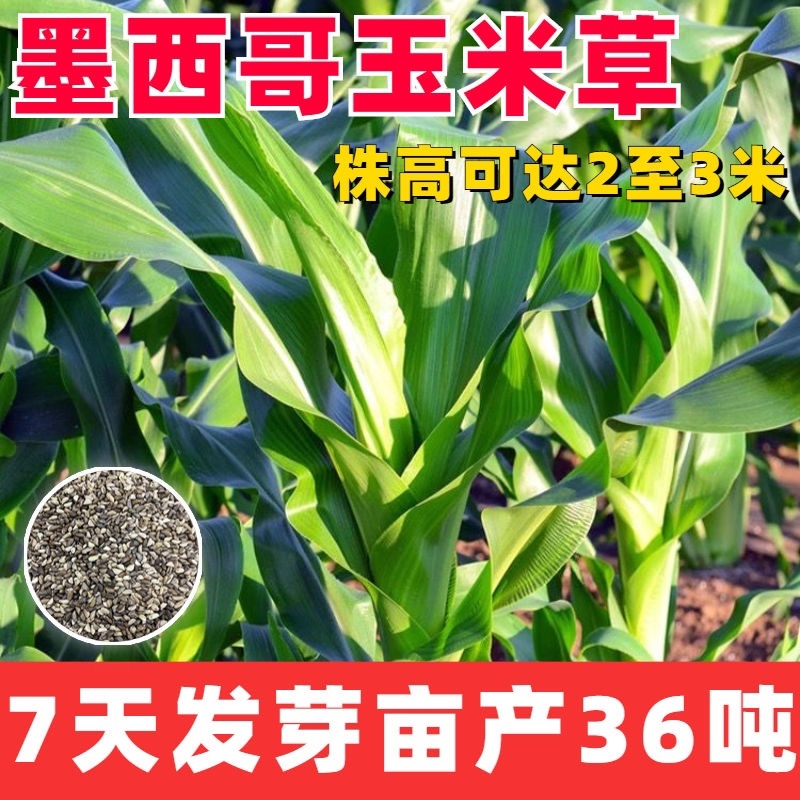 鱼草苏丹草进口耐旱牧草种子籽养殖再生高产喂鱼草种四季常青养殖