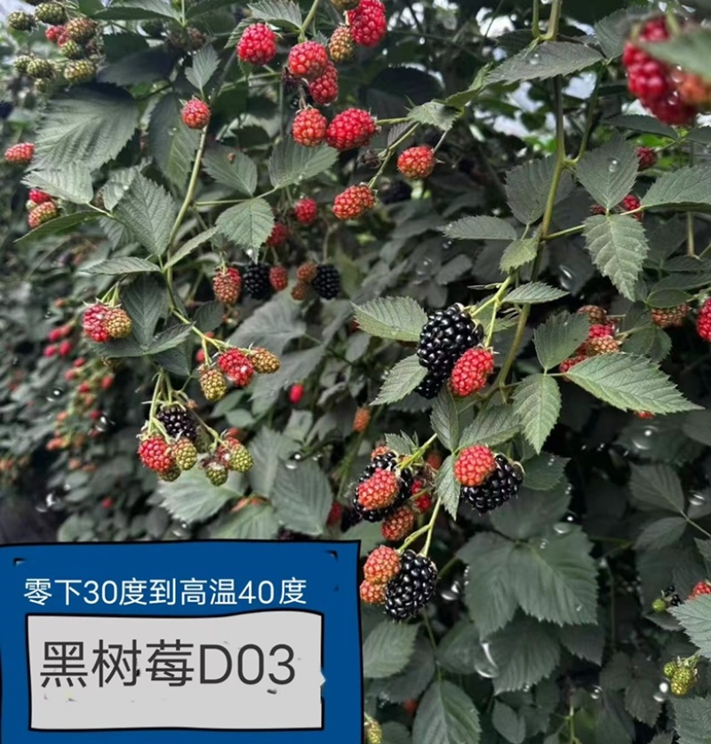 黑树莓D03、纯甜无酸带花香味、唯一软枝的品种、南方3季