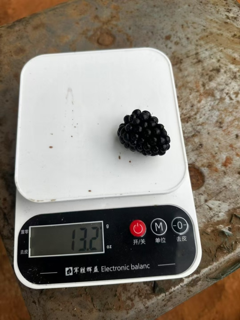 黑树莓D03、纯甜无酸带花香味、唯一软枝的品种、南方3季