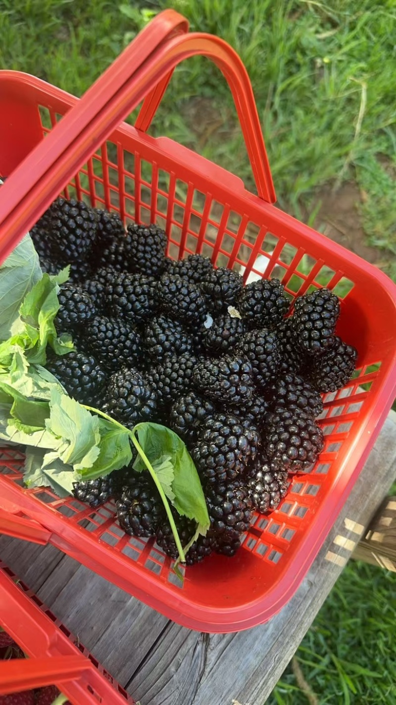 黑树莓D03、纯甜无酸带花香味、唯一软枝的品种、南方3季