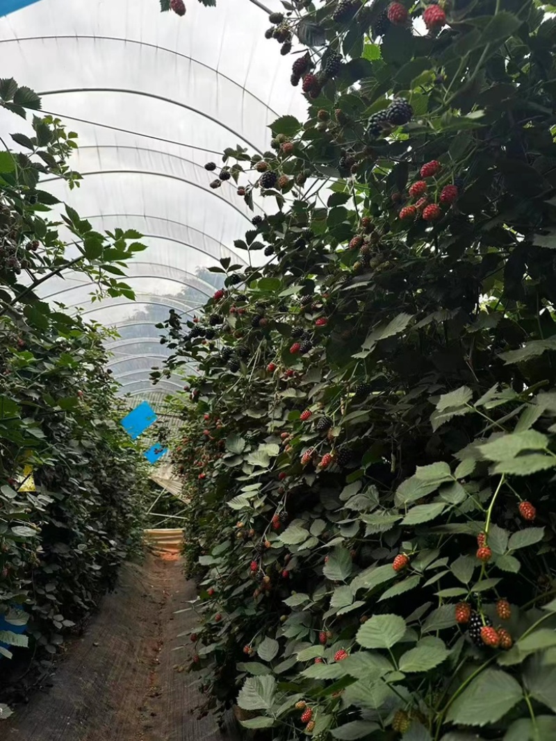 黑树莓D03、纯甜无酸带花香味、唯一软枝的品种、南方3季