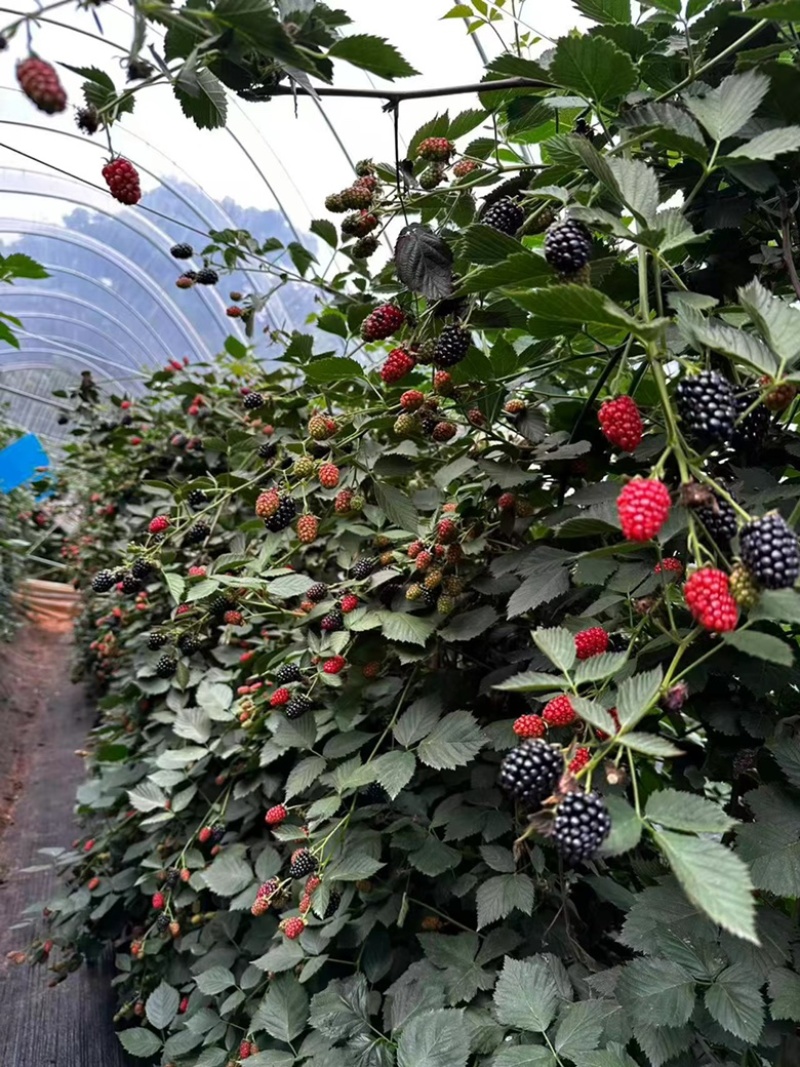 黑树莓D03、纯甜无酸带花香味、唯一软枝的品种、南方3季