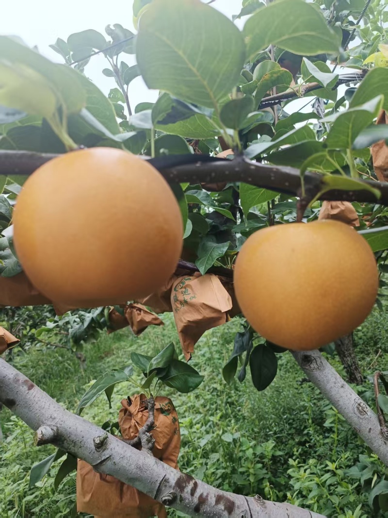 秋月梨/个头大，口感甜/湖北襄阳宜城区基地大量上市