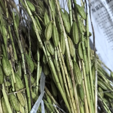 毛慈菇果夹
