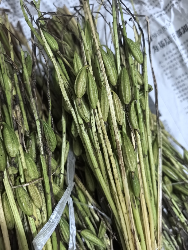毛慈菇果夹