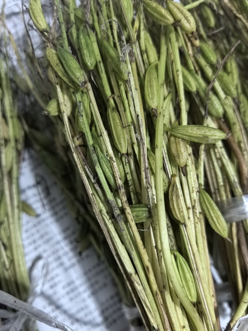 毛慈菇果夹