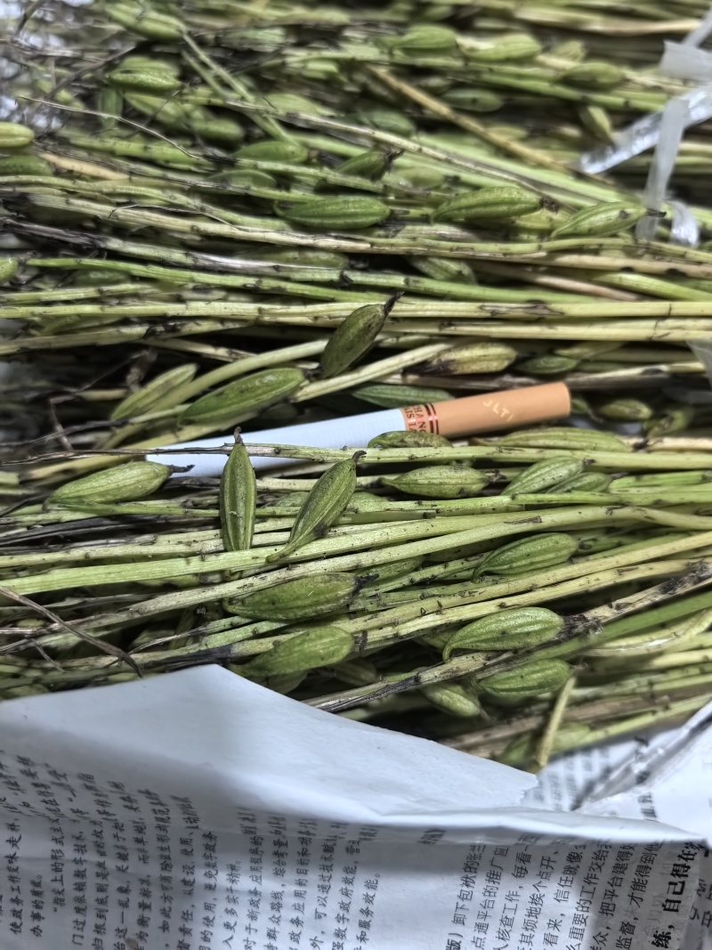 毛慈菇果夹