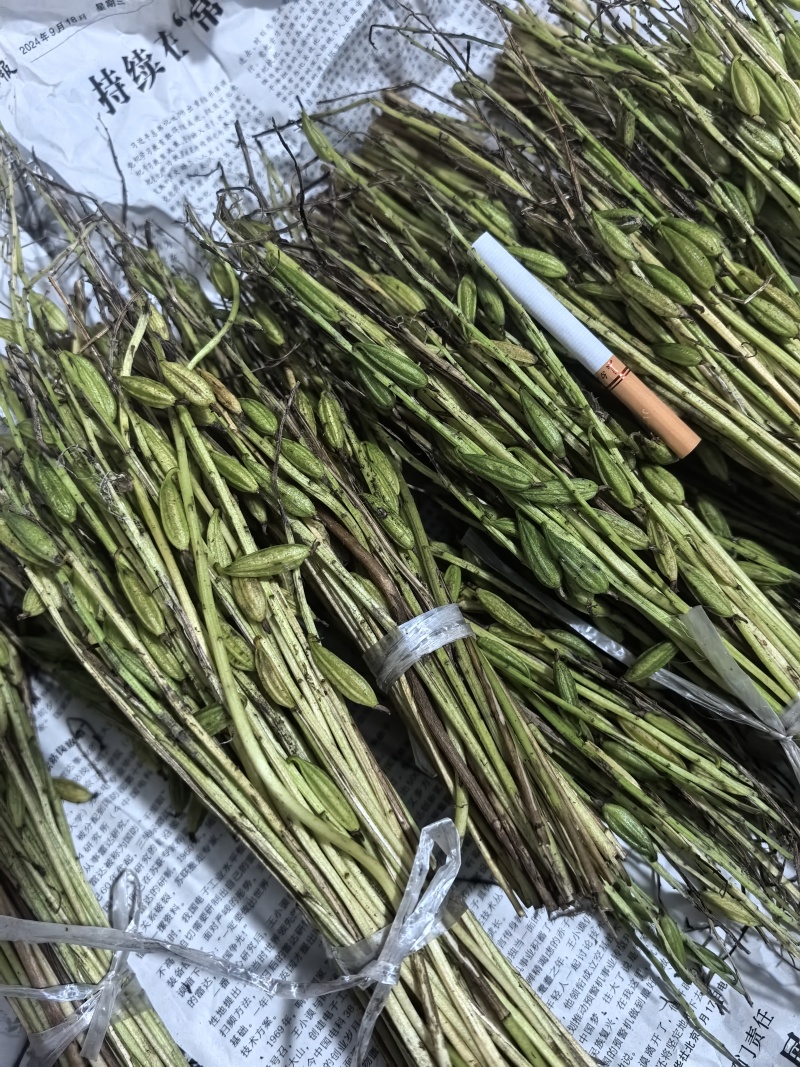 毛慈菇果夹