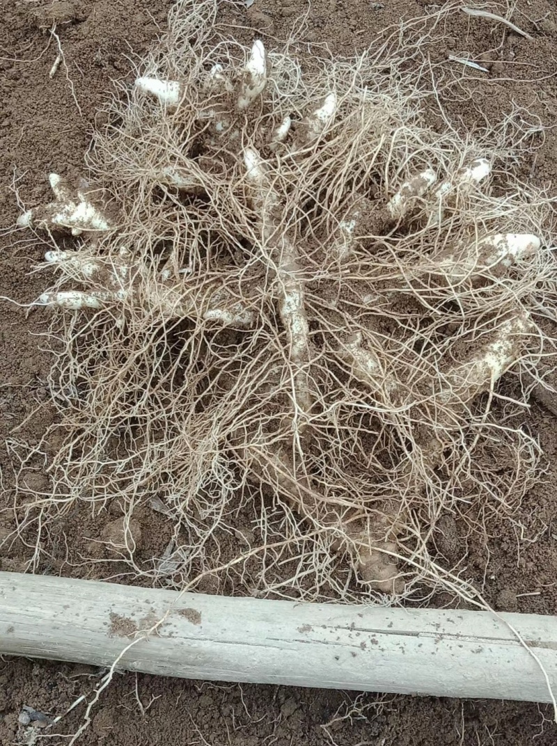 玉竹湿