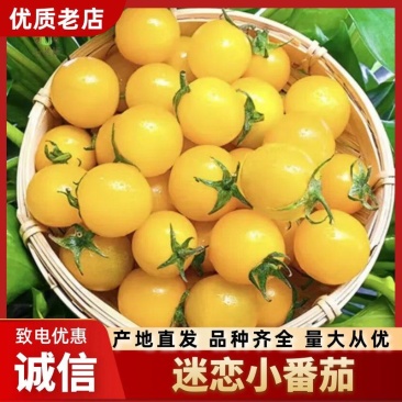 迷恋圣女果黄色小番茄圣女果现摘现发可视频看货