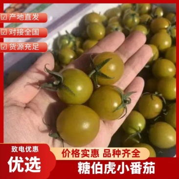 糖伯虎小番茄对接全国市场批发电商商超优选山东圣女果