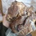 牛肉熟牛肉卤牛肉牛腱子肉全熟牛肉无需加工真空包装