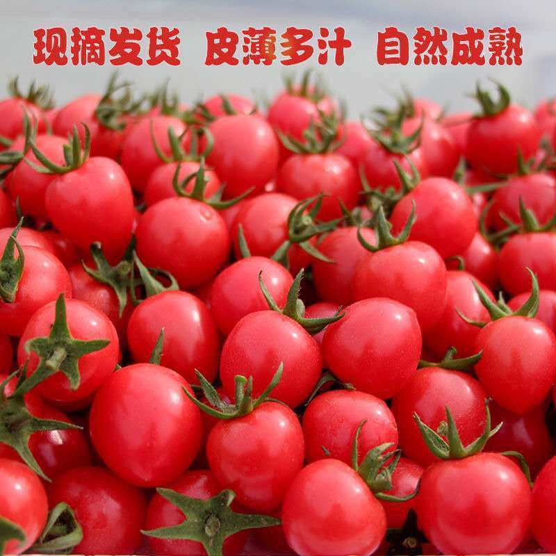 寿光圣女果千禧果千禧小番茄大量上市保质保量