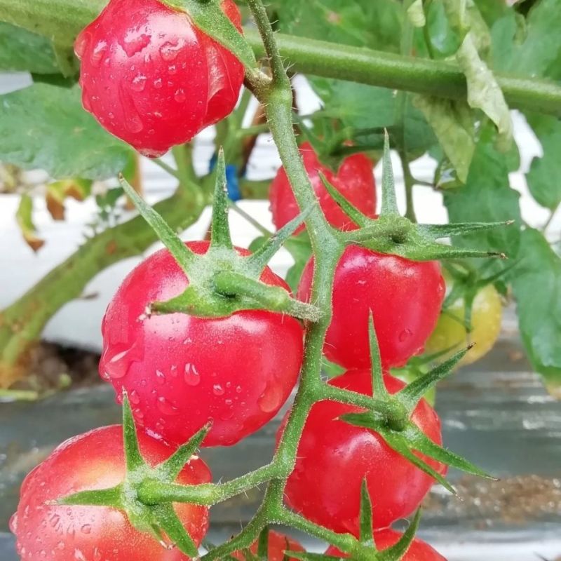 寿光圣女果千禧果千禧小番茄大量上市保质保量