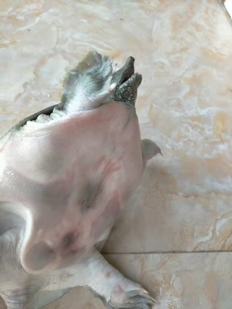 水鱼大量供应，广东甲鱼，一手货源，保质保量，诚信经营