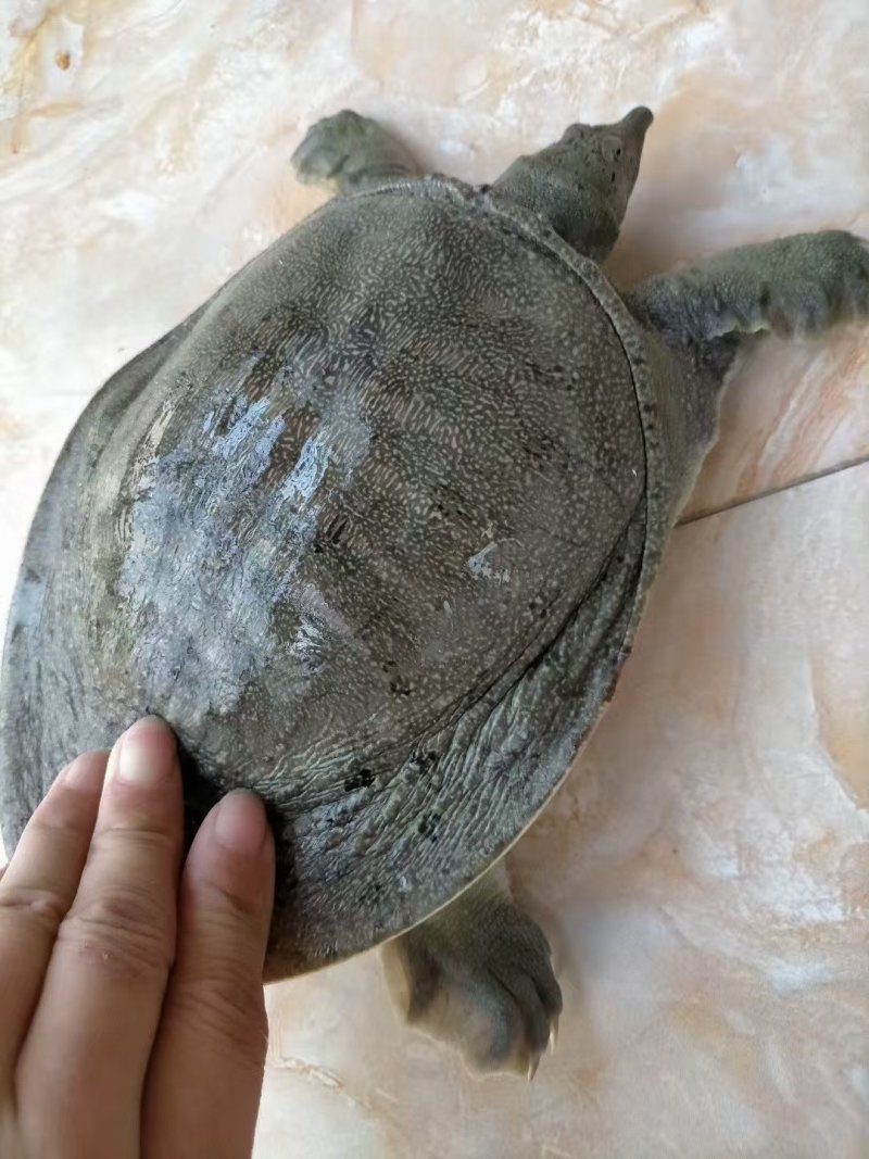 水鱼大量供应，广东甲鱼，一手货源，保质保量，诚信经营
