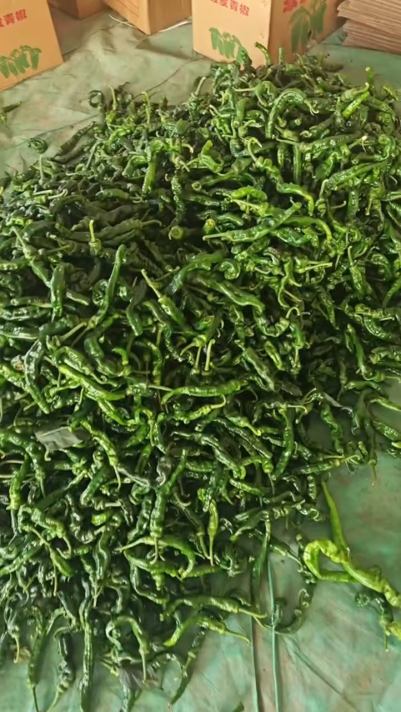 薄皮青椒，产地货源充足，质量保证，欢迎批发