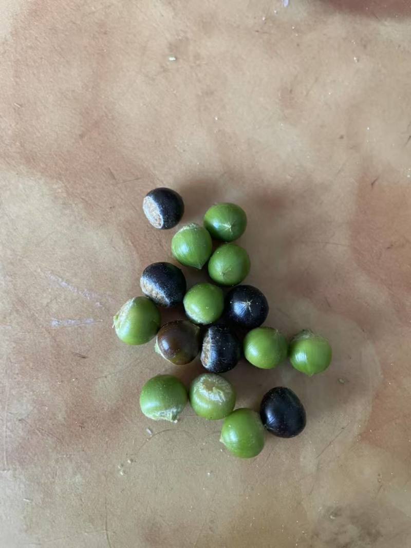 云南野生小板栗大山深处的坚果，皮薄肉厚，香甜可口。
