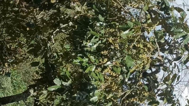 云南野生小板栗大山深处的坚果，皮薄肉厚，香甜可口。