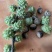 云南野生小板栗大山深处的坚果，皮薄肉厚，香甜可口。