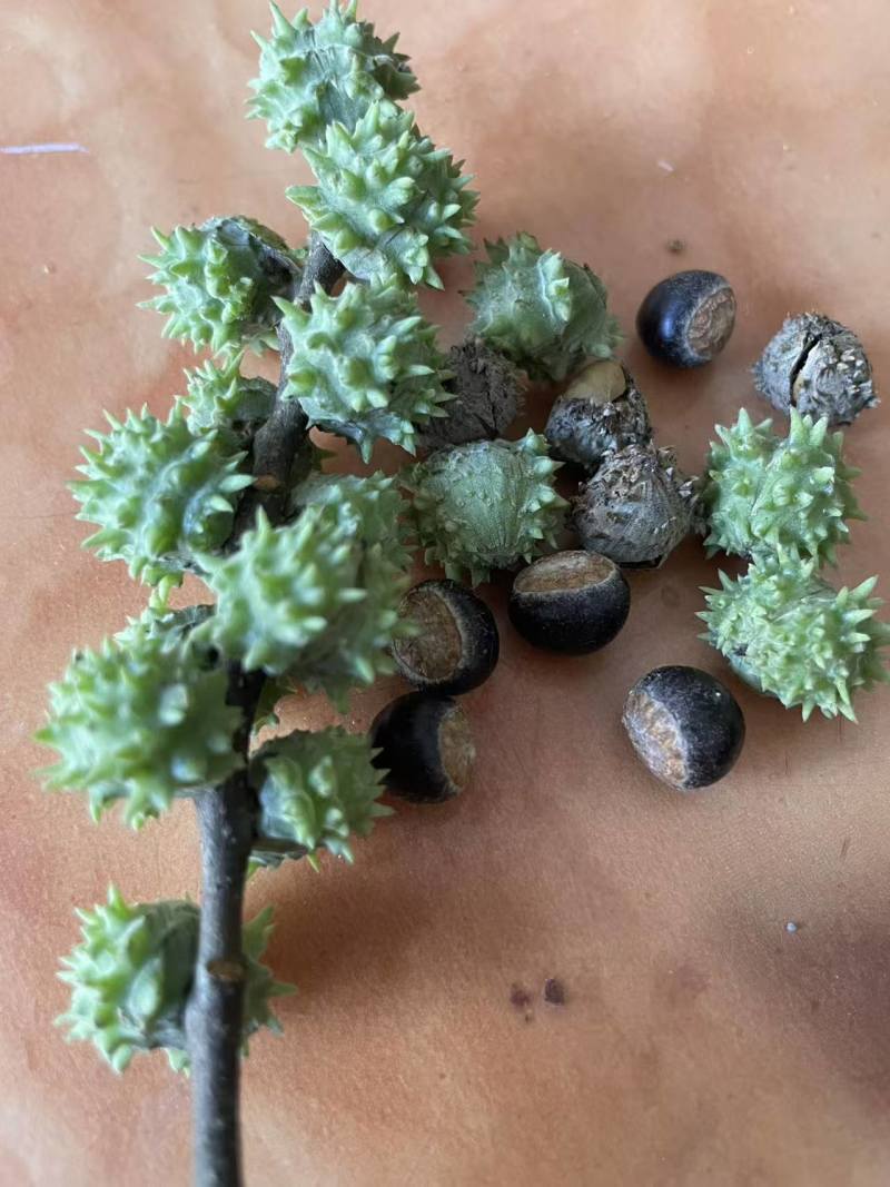 云南野生小板栗大山深处的坚果，皮薄肉厚，香甜可口。
