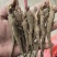 赤芍苗中药材种植好种植易管理，成活率高，免费技术指