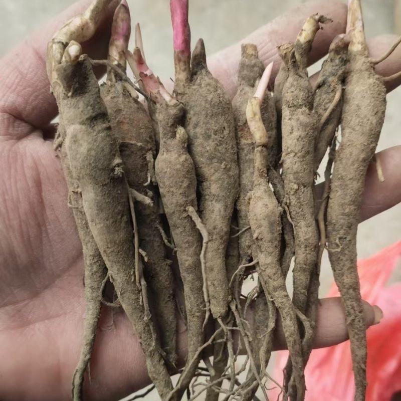 赤芍苗中药材种植好种植易管理，成活率高，免费技术指