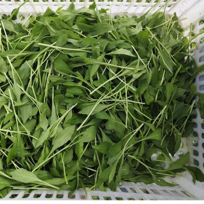 马兰头