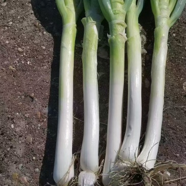 东北铁杆大葱