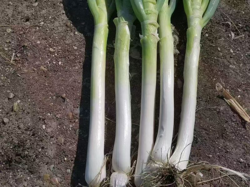 东北铁杆大葱