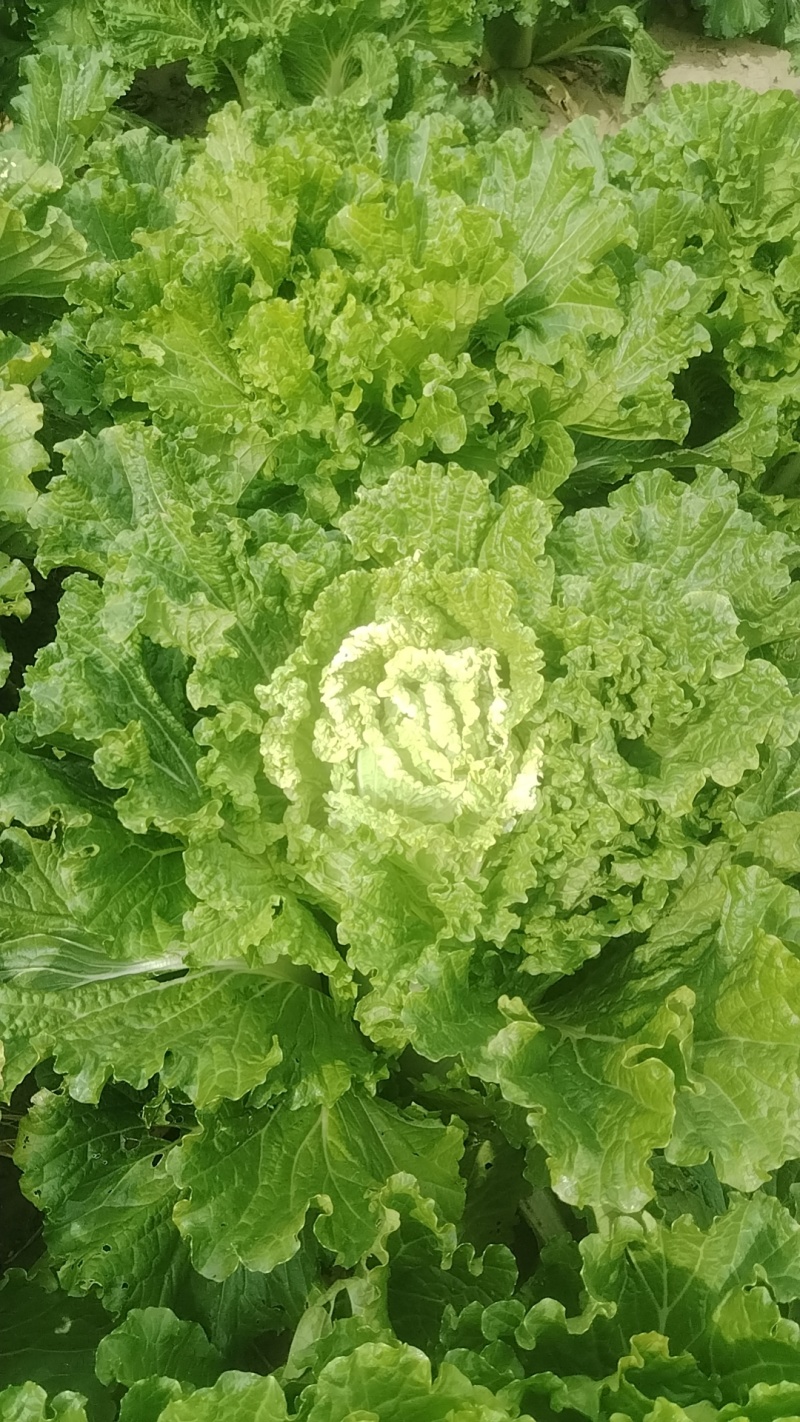 白菜