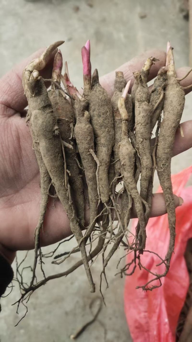 赤芍苗中药材种植好种植易管理，成活率高，免费技术指