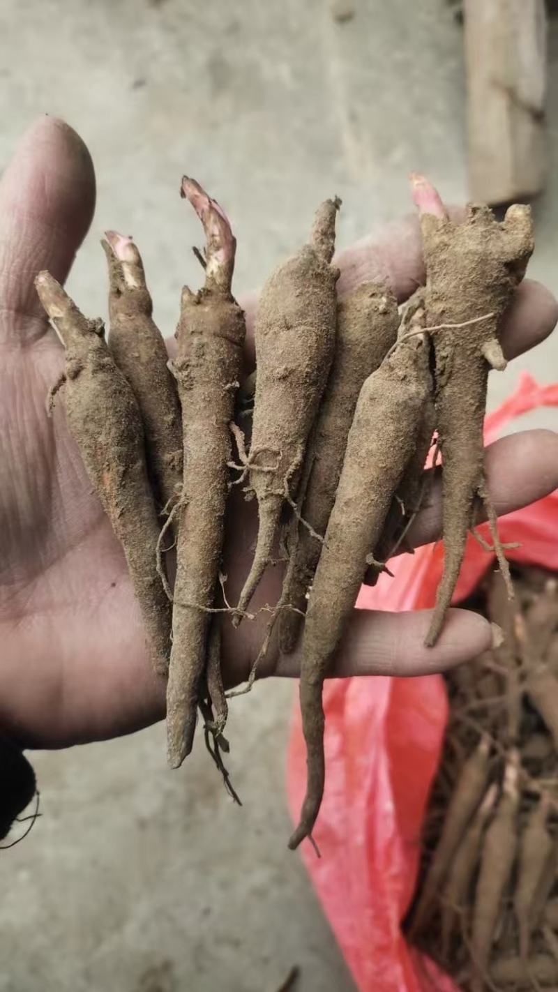 赤芍苗中药材种植好种植易管理，成活率高，免费技术指